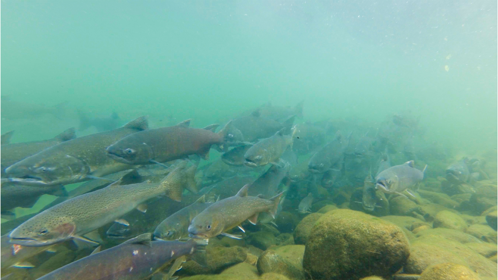 Wenatchee River Native Fish Society