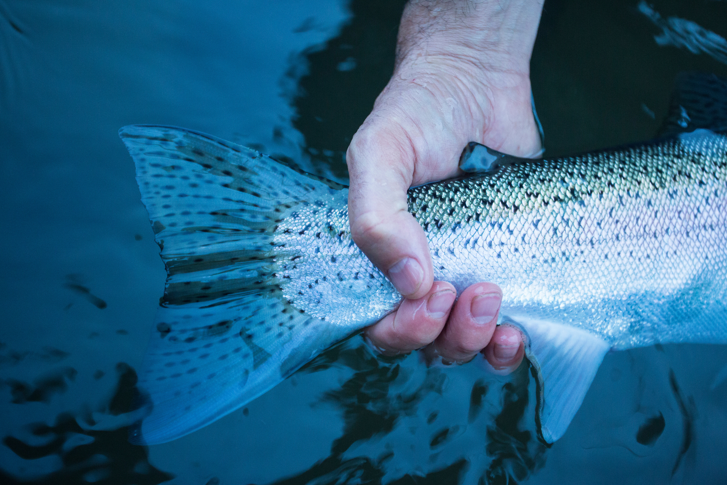 ODFW: Emergency fishing regulations in response to drought to