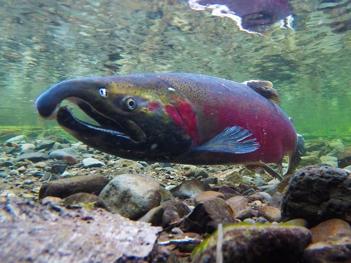 Victory or Illusion: the Case of the Upper Willamette Coho | Native Fish  Society