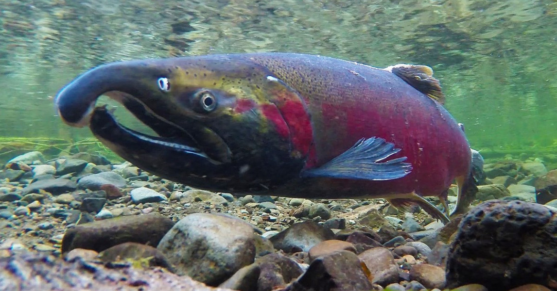 Coho Salmon | Native Fish Society