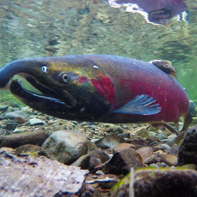 Coho salmon by Bureau of Land Management