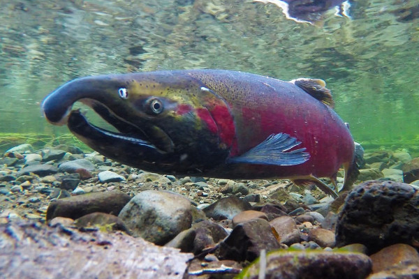 Coho salmon by Bureau of Land Management
