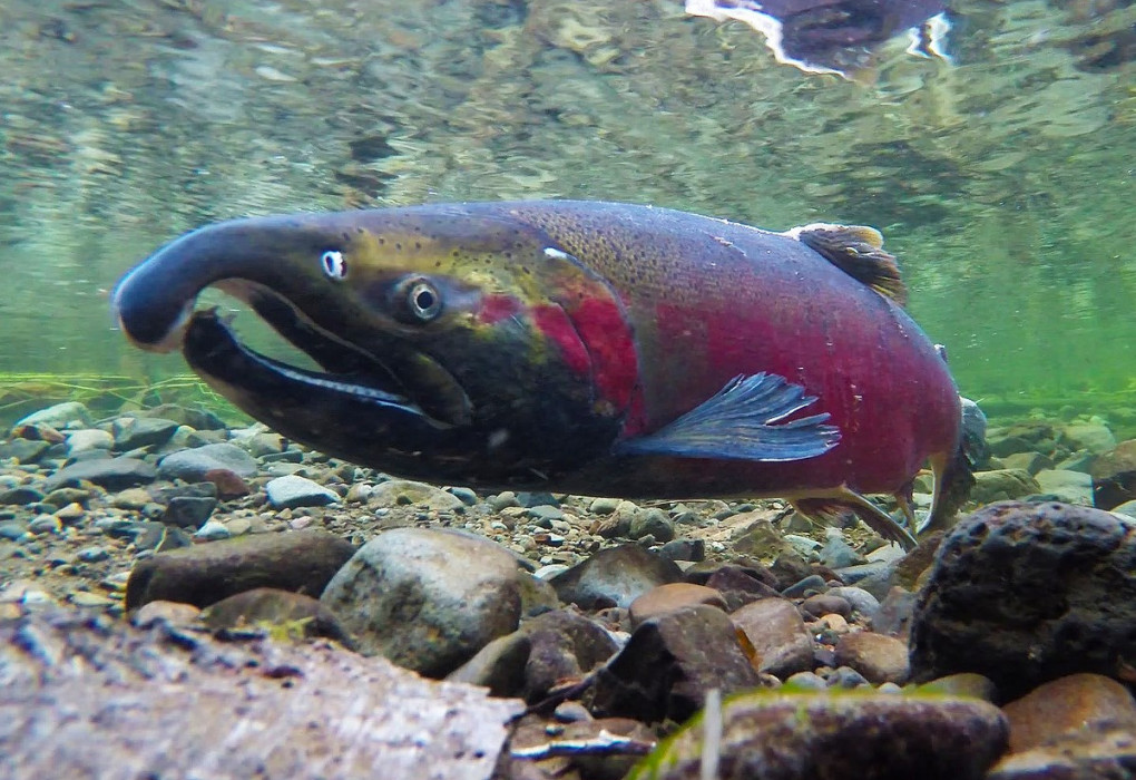 Coho salmon by Bureau of Land Management