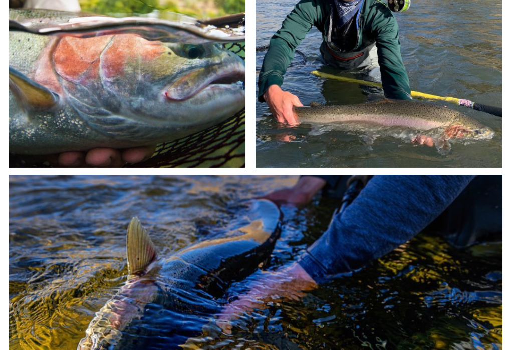 Summer Steelhead  Native Fish Society