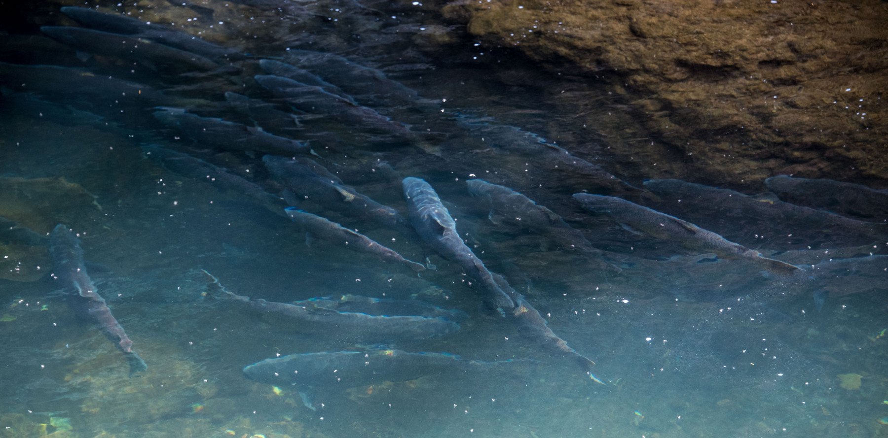Wild Spring Chinook Salmon on the Oregon Coast. Photo: Duncan Berry