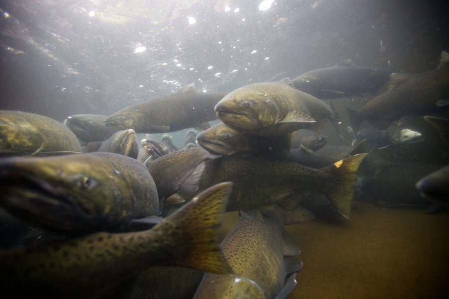 Spawning fall Chinook salmon | Photo Credit: Ryan Hagerty/USFWS