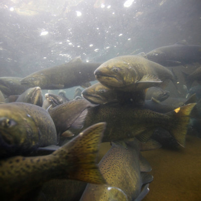 Spawning fall Chinook salmon | Photo Credit: Ryan Hagerty/USFWS