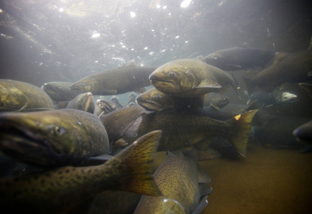 Spawning fall Chinook salmon | Photo Credit: Ryan Hagerty/USFWS