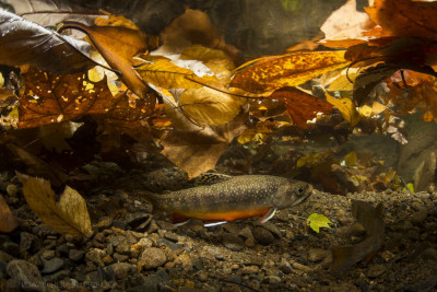 27-southern-appalachian-brook-trout--tennessee-1---conrad-gowell.jpg
