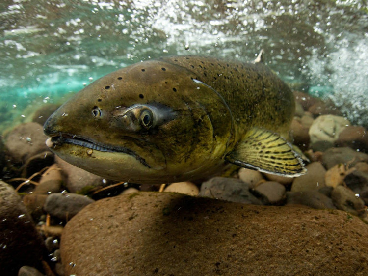 ReWild the Willamette | Native Fish Society