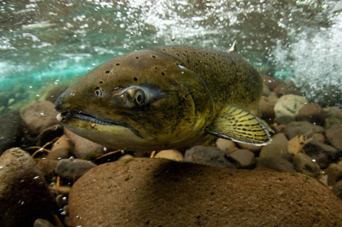 Photo Credit: David Herasimtschuk, Freshwaters Illustrated