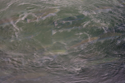 Chignik_2008_Jun_22_747.jpg