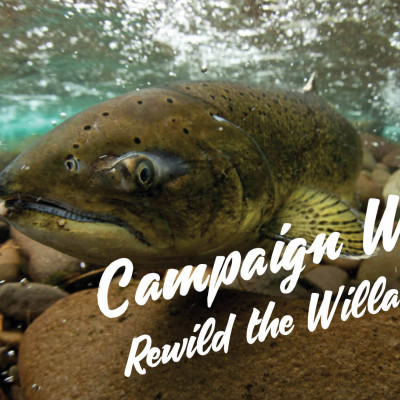 rewild-the-willamette-campaign-win-image---for-web.jpg
