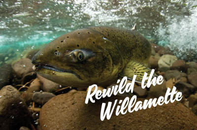 rewild-the-willamette-event-image---for-web.jpg
