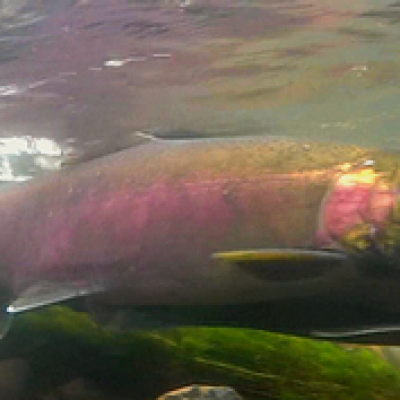 salmon-spawning---edited-1.png