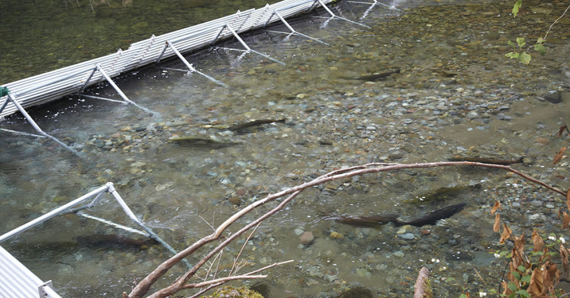 ODFW Considering Sandy River Angling Regulation Changes Native Fish