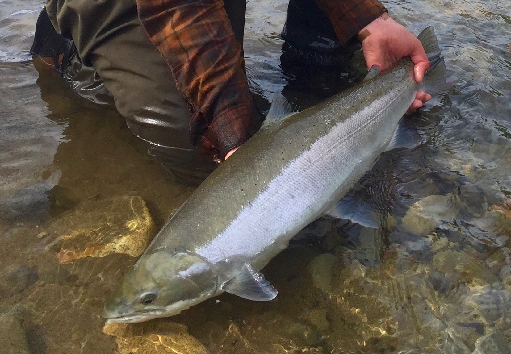 Building a coalition for a sustainable wild steelhead fishery in