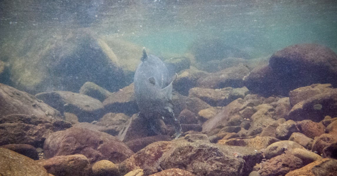 Salmonberry River Native Fish Society