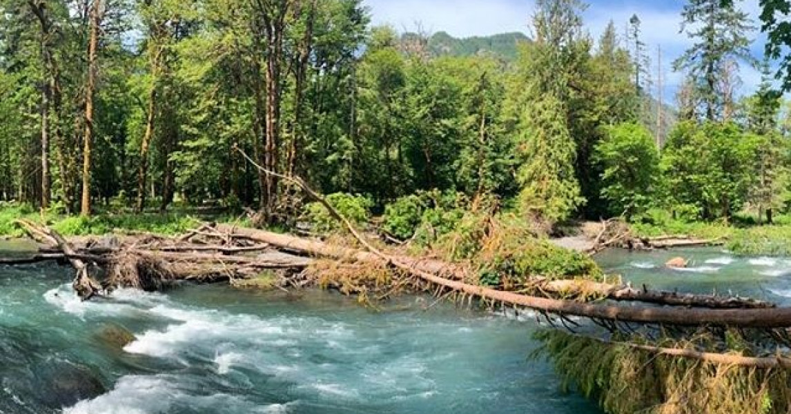 Elwha River Native Fish Society