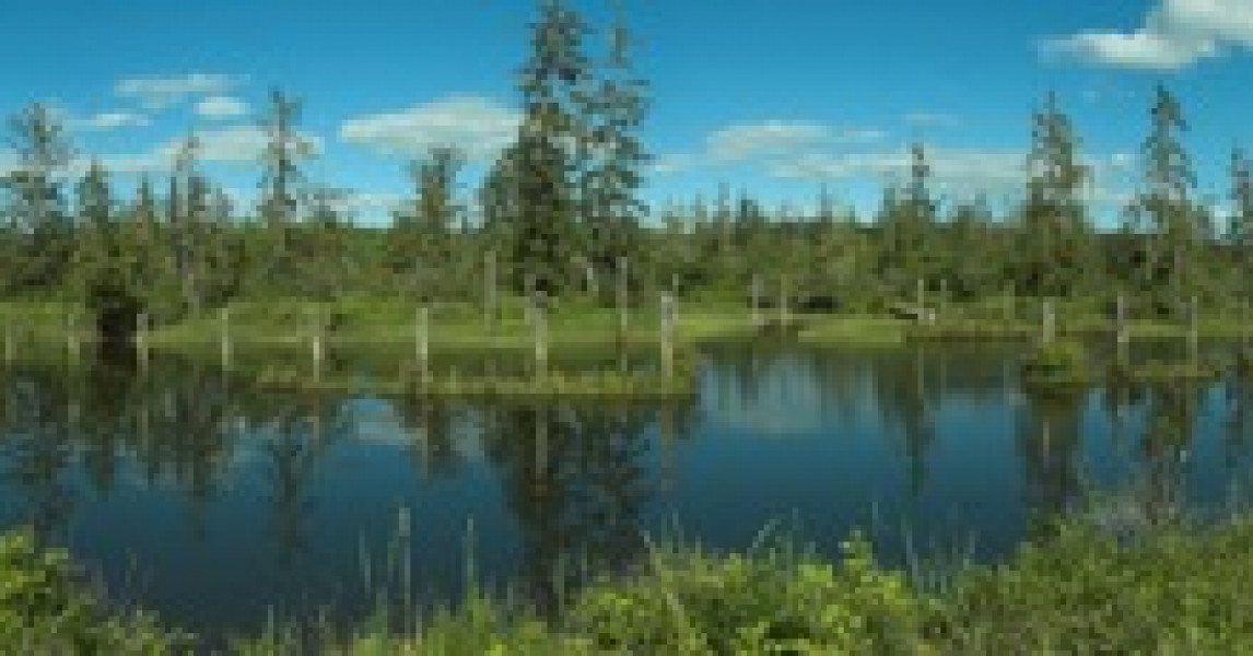 Hoquiam River Native Fish Society