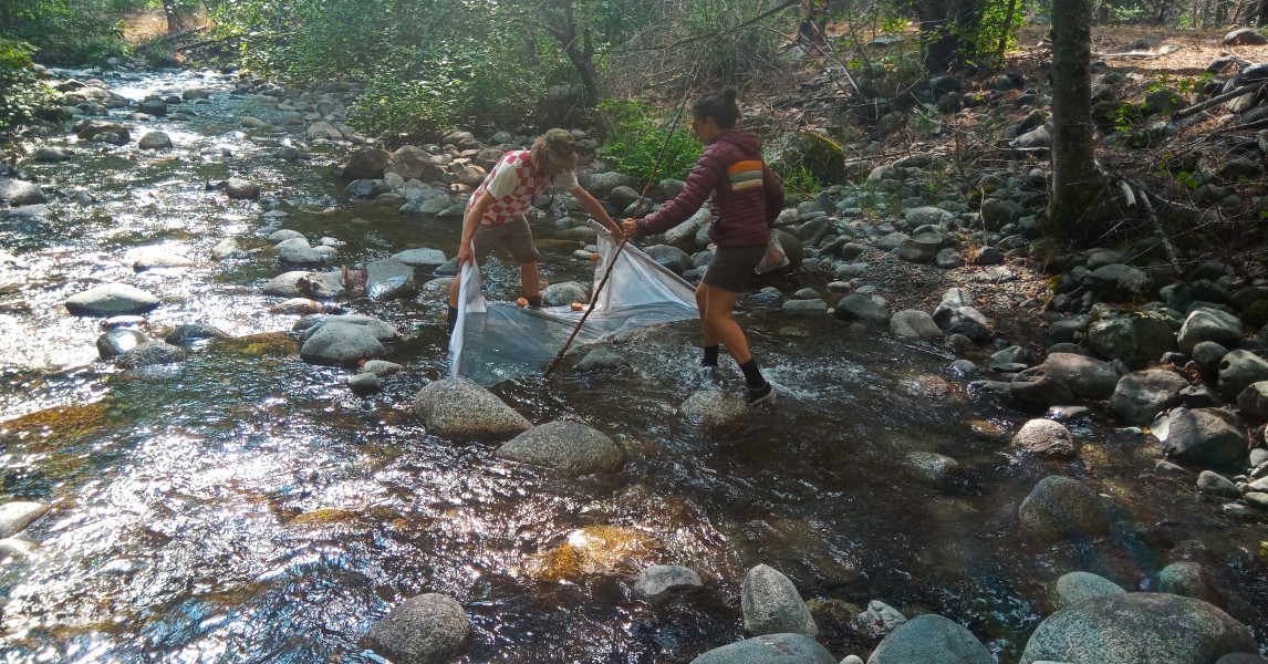 StEELhead Discoveries Series - Part 12: August 2024 | Native Fish Society