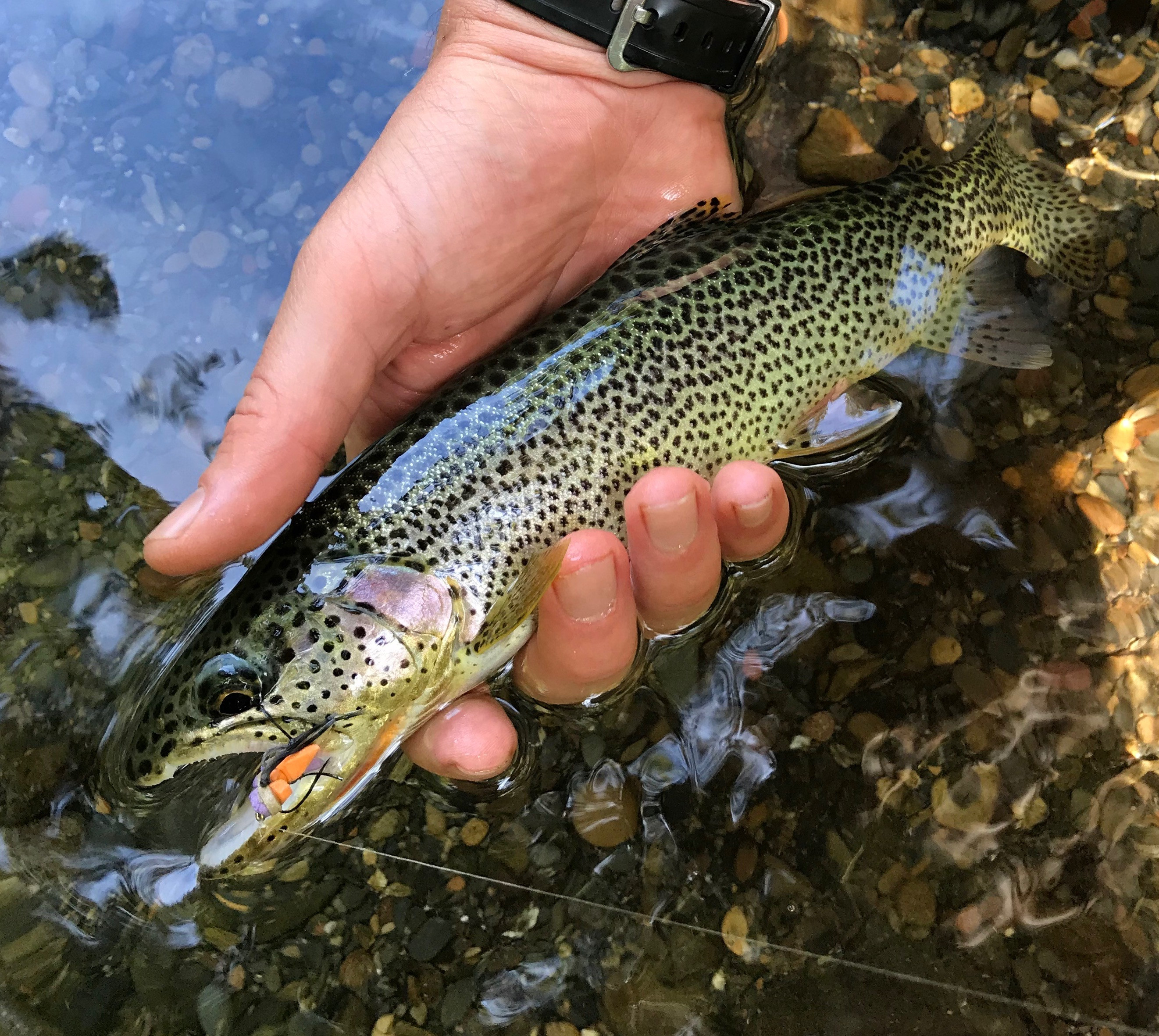 Cutthroat Trout  Native Fish Society