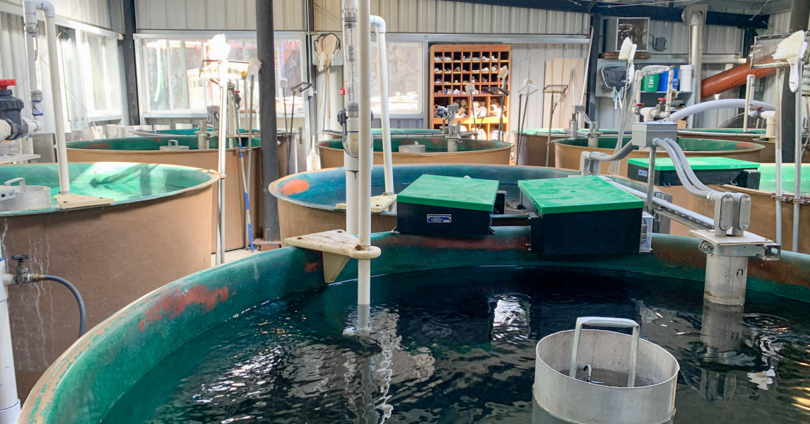 Hatchery Effects: Genetic Risk vs Productivity Decline | Native Fish ...