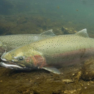 Male and female steelhead | Photo Credit: NOAA Fisheries