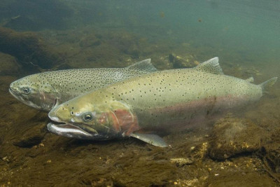 Male and female steelhead | Photo Credit: NOAA Fisheries