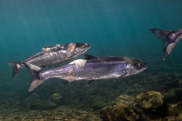 https://nativefishsociety.org/img/containers/assets/salmon-wfc.jpg/035d921dfbc678772e26673631b8efd1.jpg