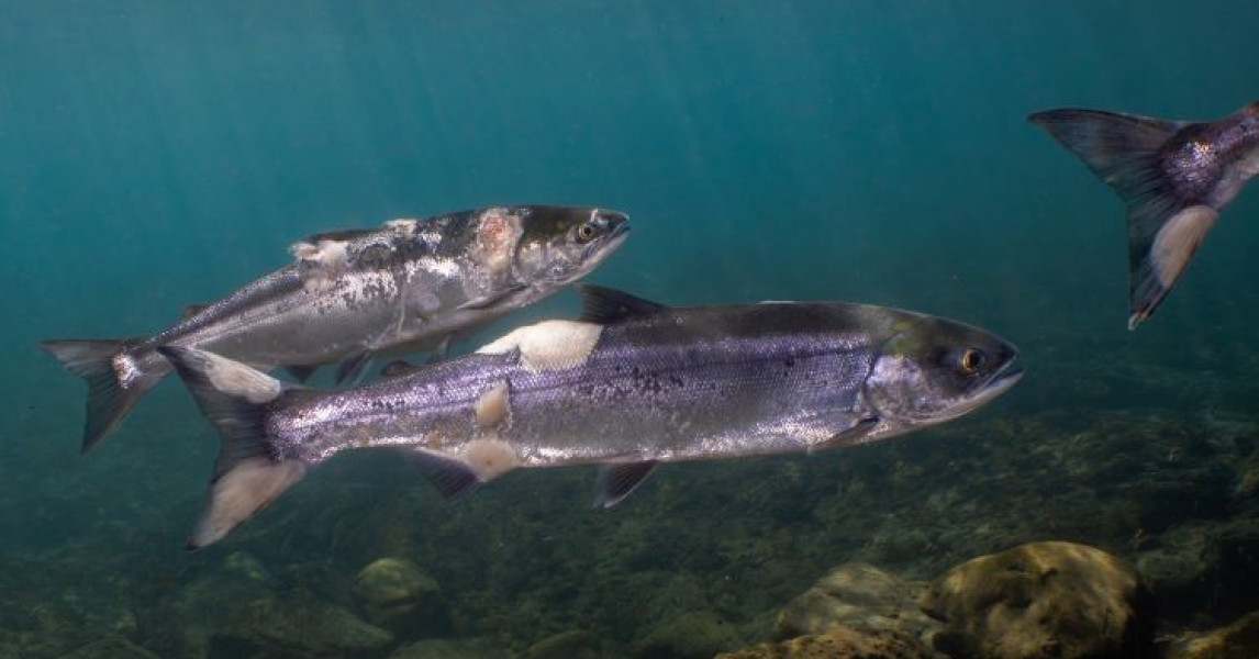 Hold WDFW Accountable for the failed Gillnet Buyback Program | Native ...