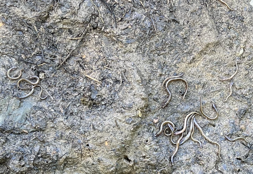 Pacific lamprey stranded by reservoir dewatering at Winchester Dam | Kirk Blaine