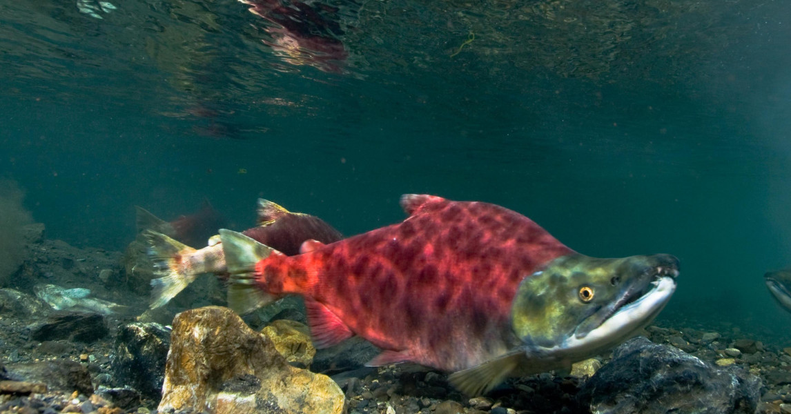 Sockeye Salmon | Native Fish Society