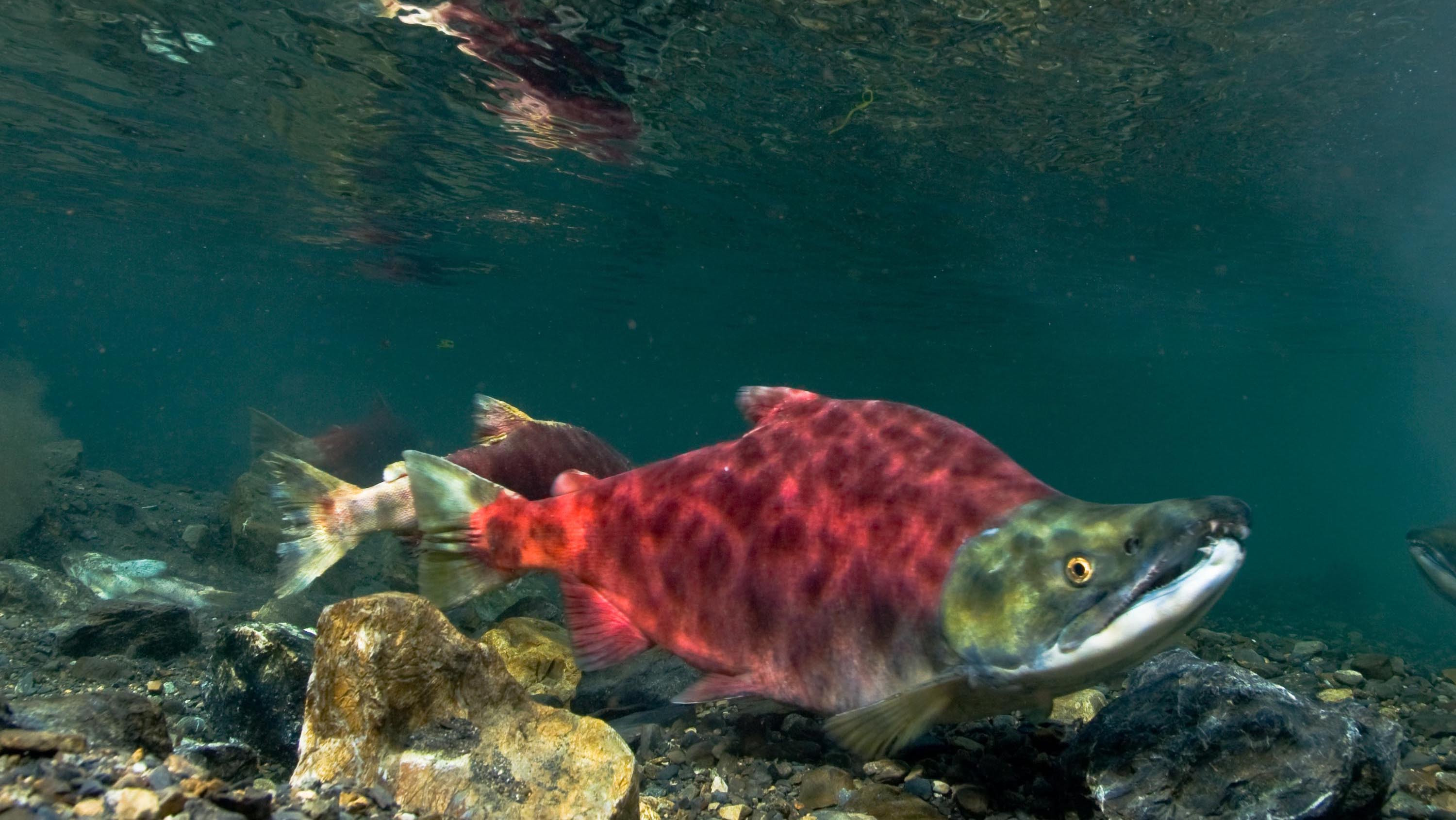 Sockeye Salmon  Native Fish Society
