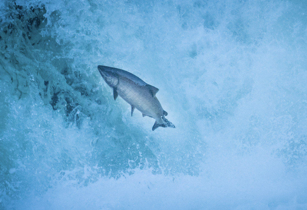 Spring Chinook on the North Umpqua River | Photo Credit: Jason Hartwick