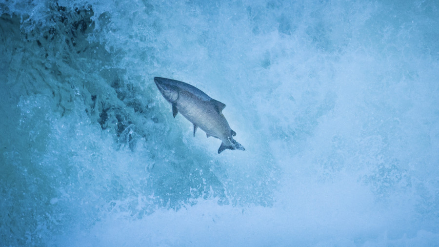Spring Chinook on the North Umpqua River | Photo Credit: Jason Hartwick
