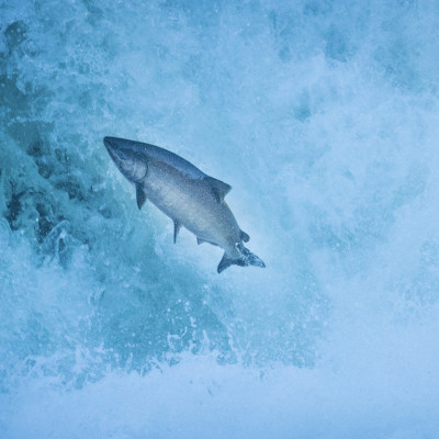 Spring Chinook on the North Umpqua River | Photo Credit: Jason Hartwick